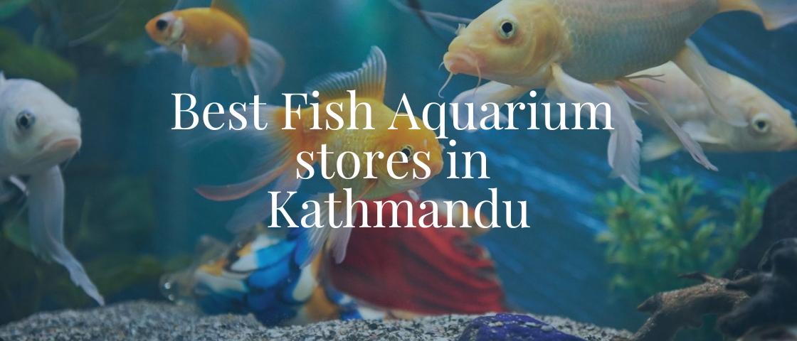 Best Fish Aquarium Stores in Kathmandu: Where to Find Quality Tanks and Accessories